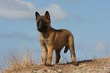 MALINOIS 926